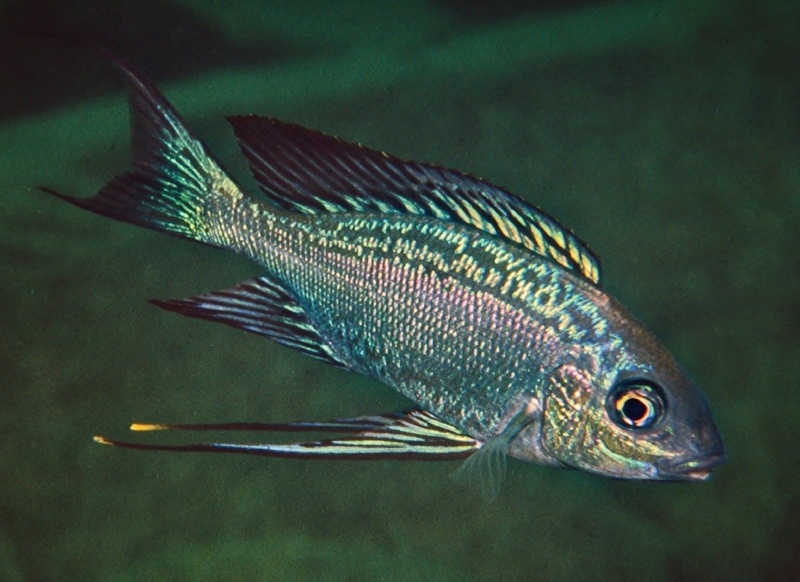 Cyathopharynx sp. 'neon streak' Chimba